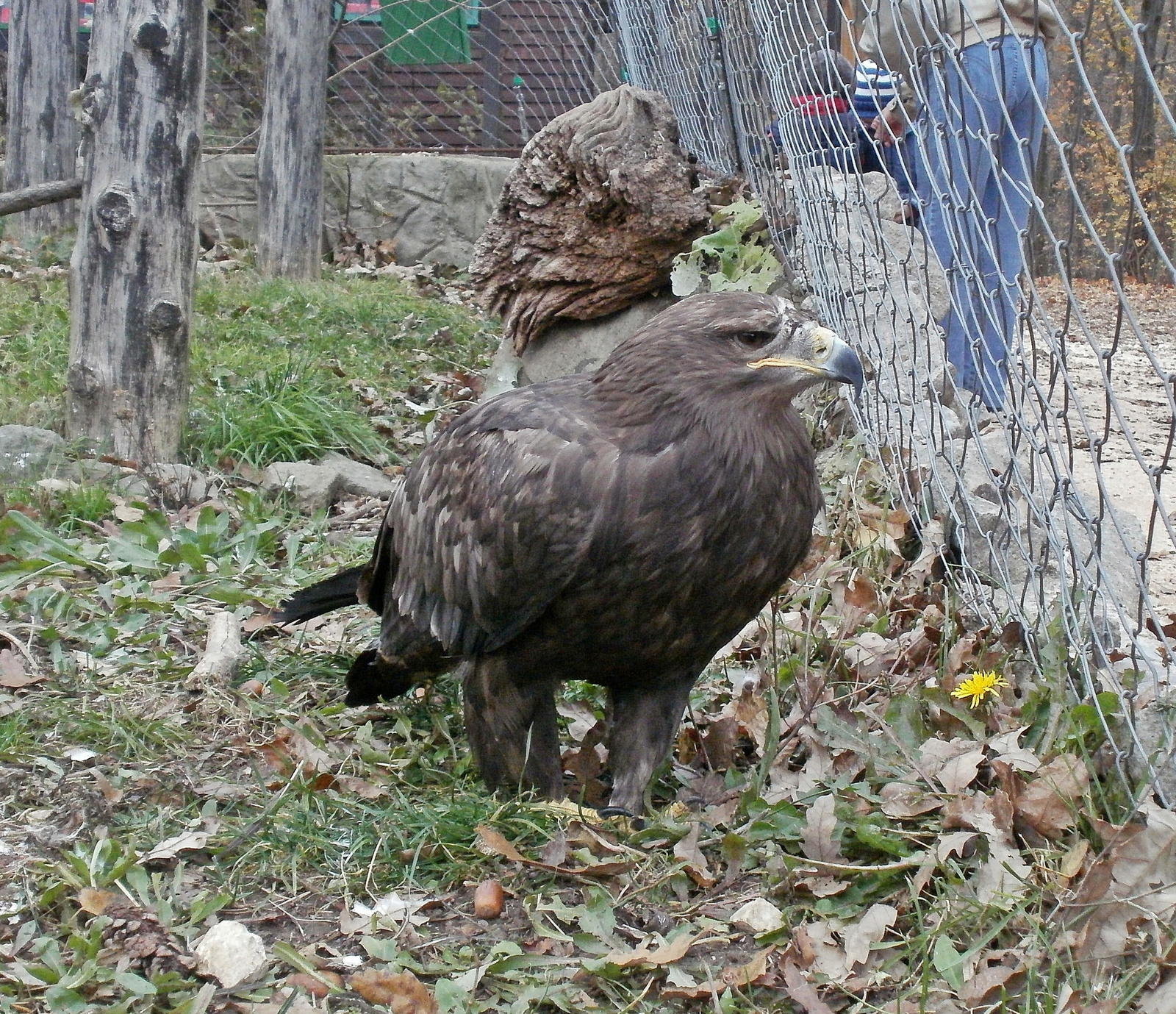 Budakeszi-Vadaspark 072