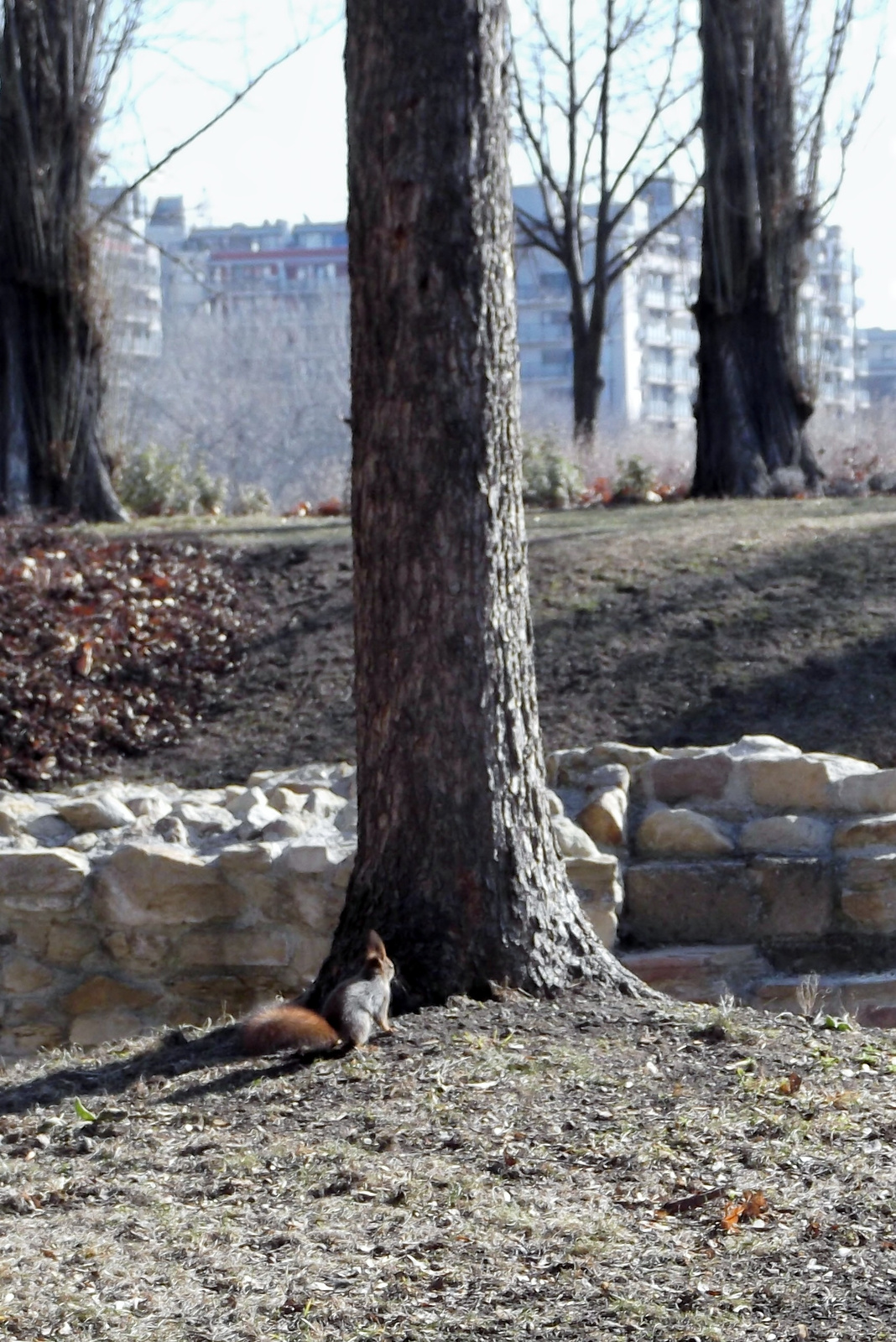 mókus a fa alatt
