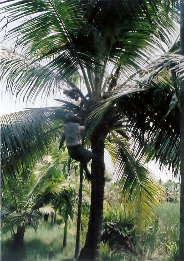Kerala kókusz szedés