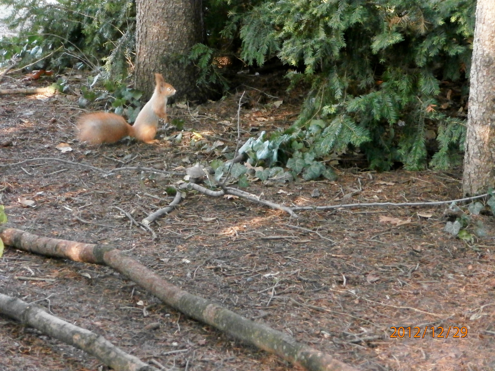 ülő mókus