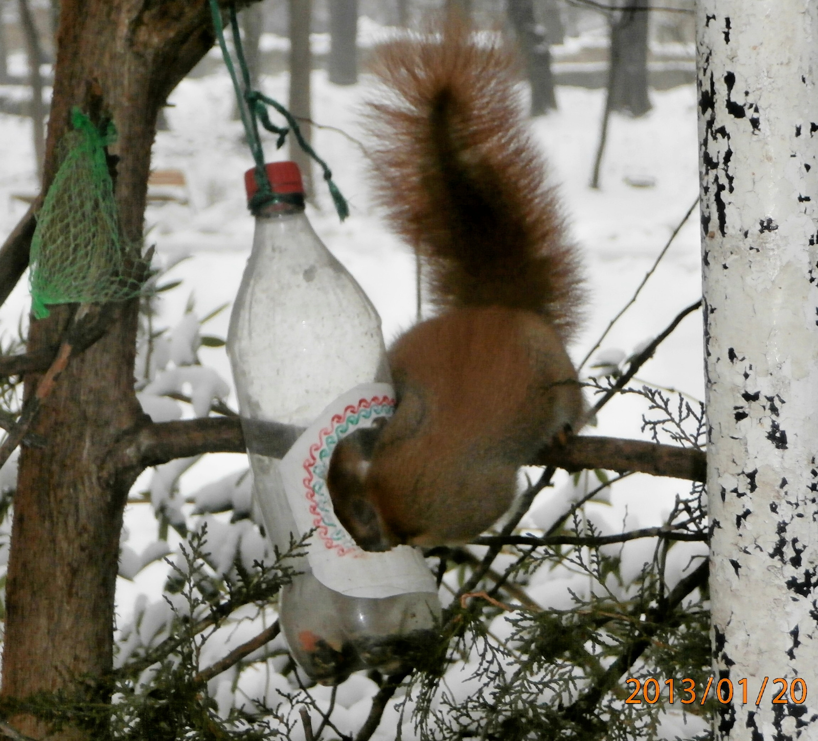 etetőben a mókus