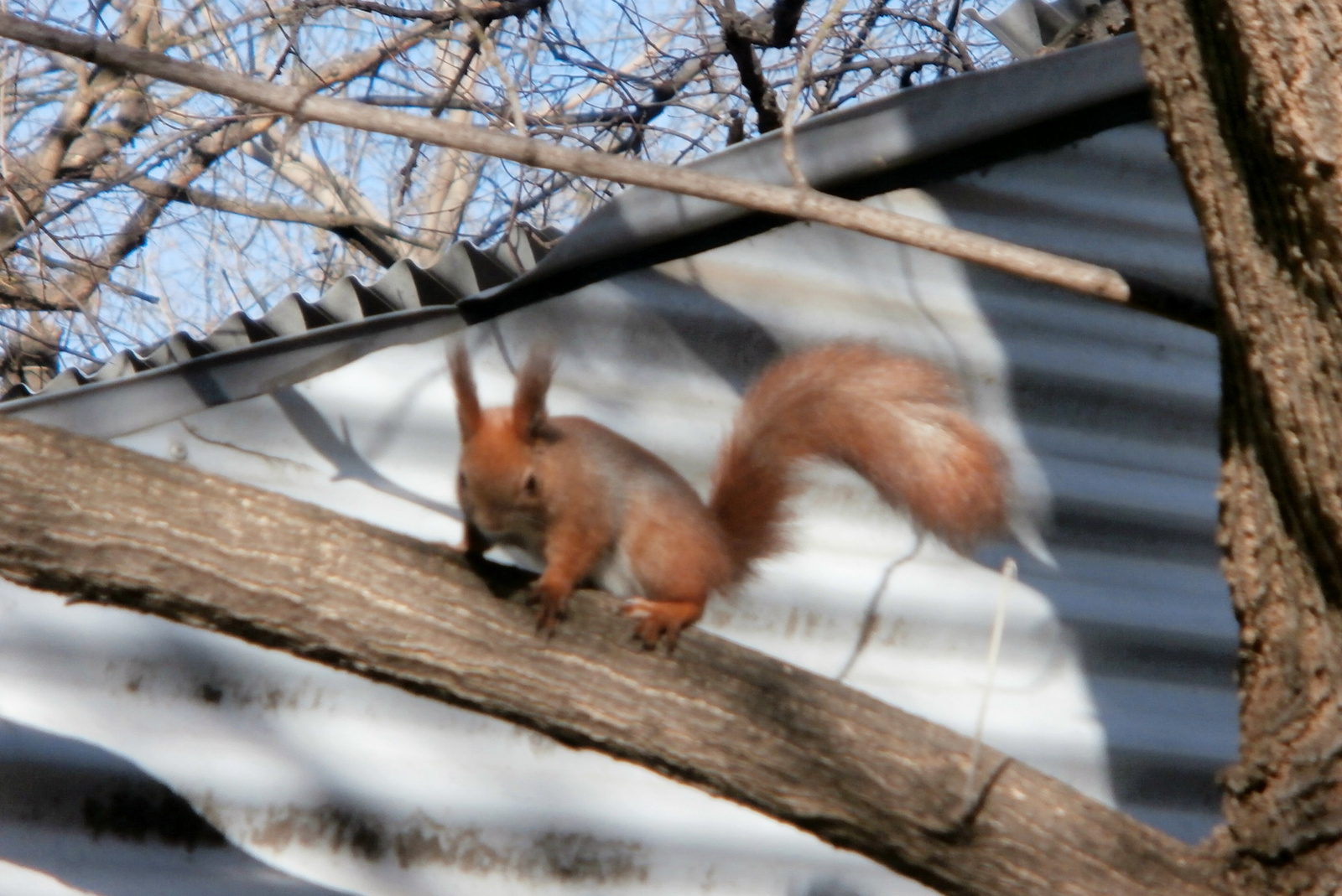 mókus a fa tetején (nem szelíd)