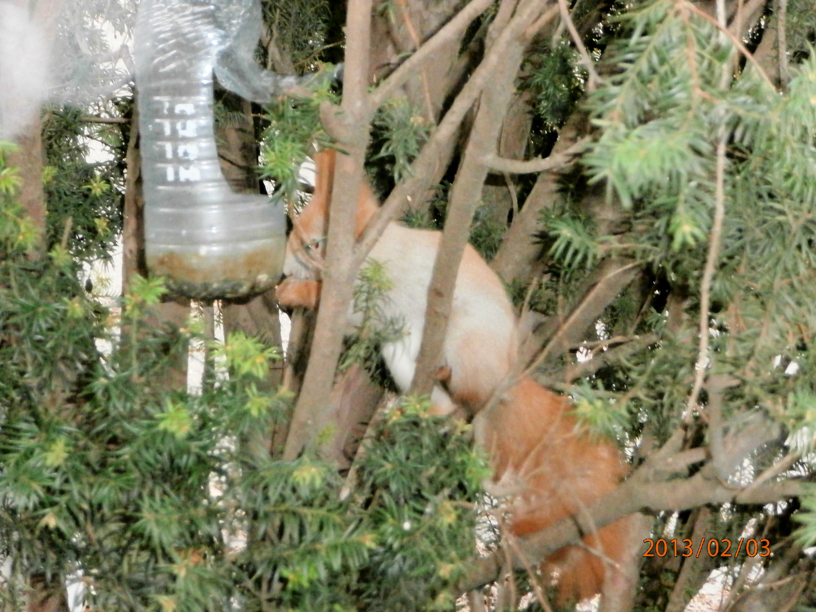 mókus és a szotyola