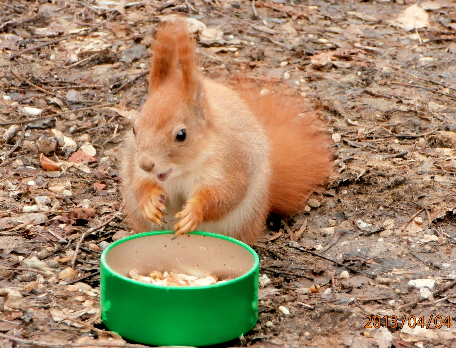 mókus eszik