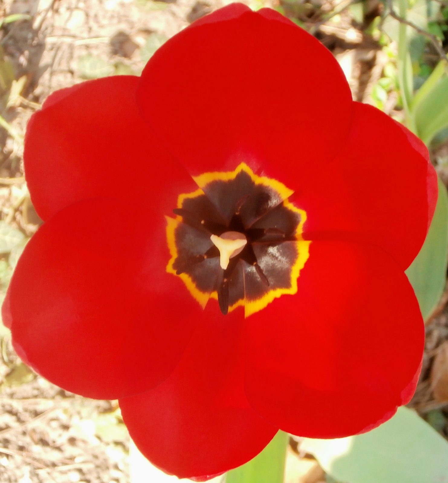 kinyílt a tulipán