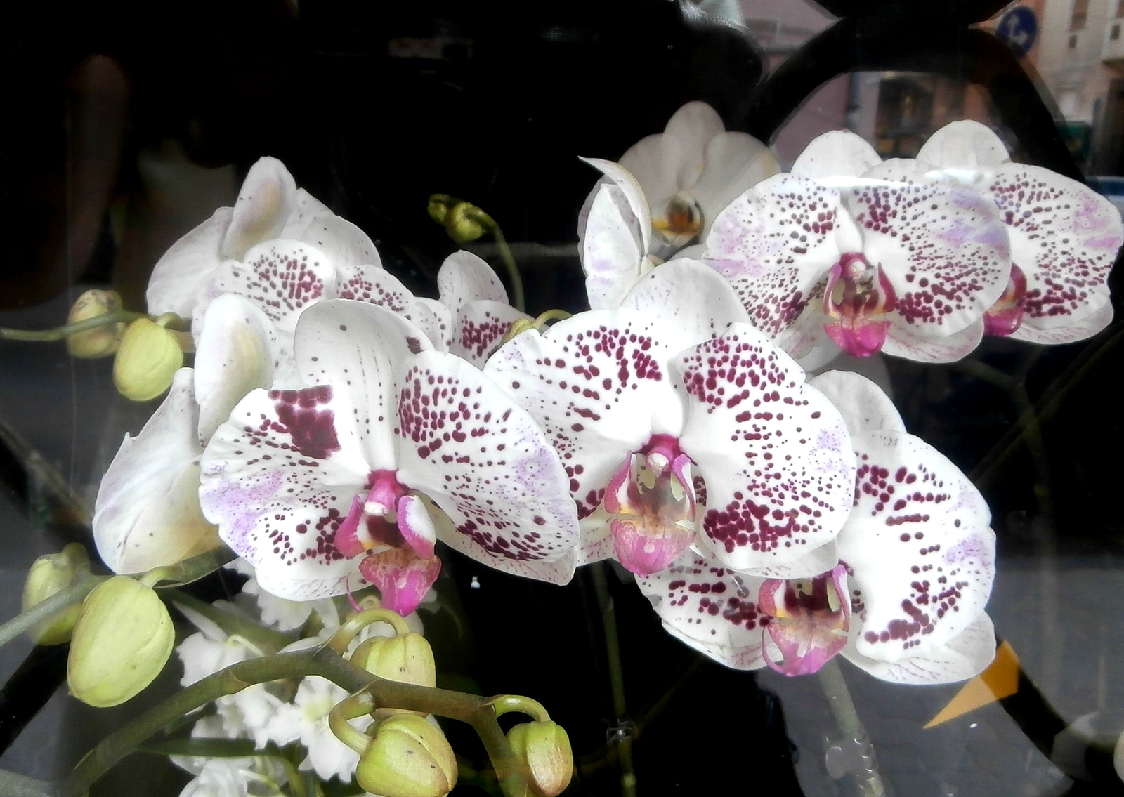 orchidea