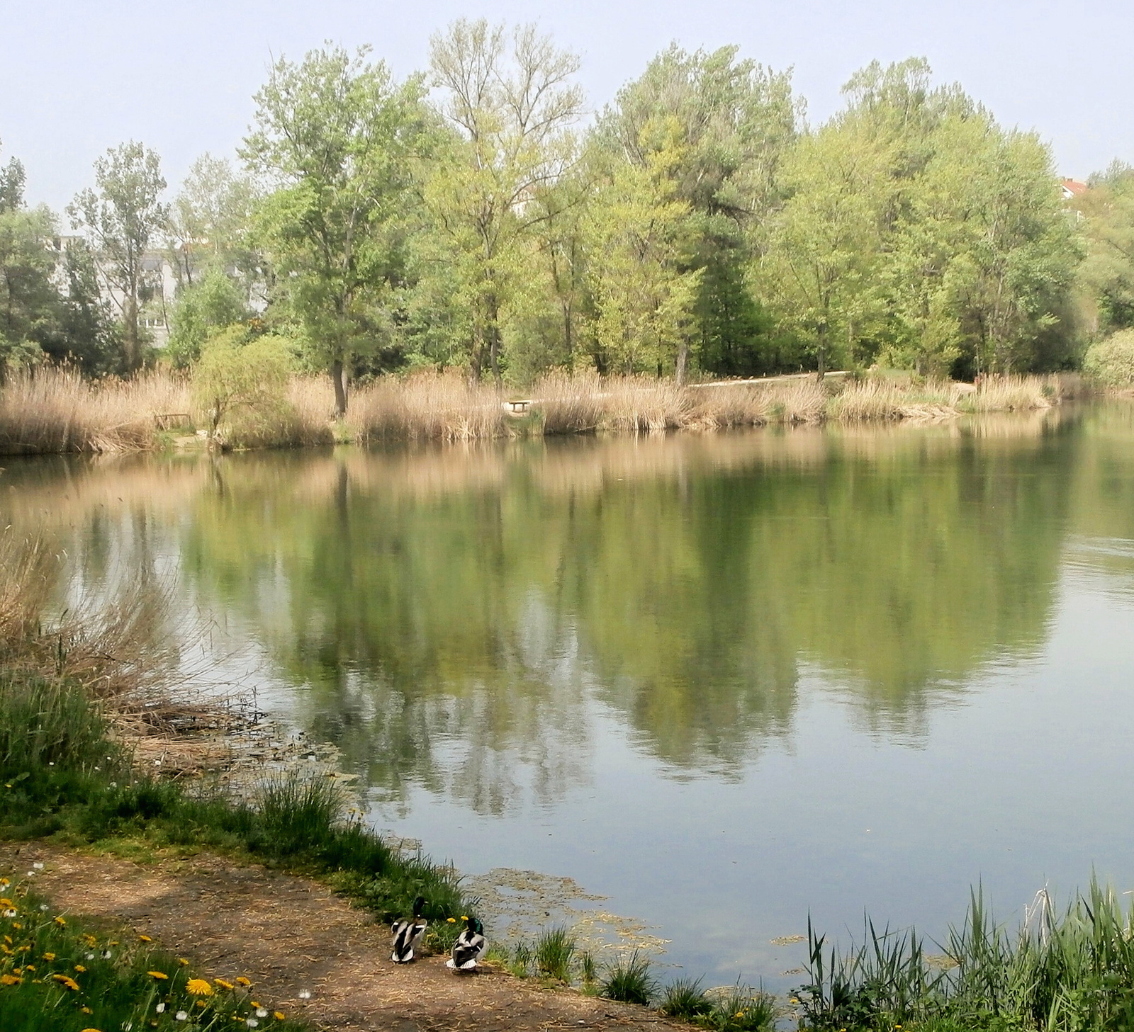 Pilisszentiváni tó kacsákkal