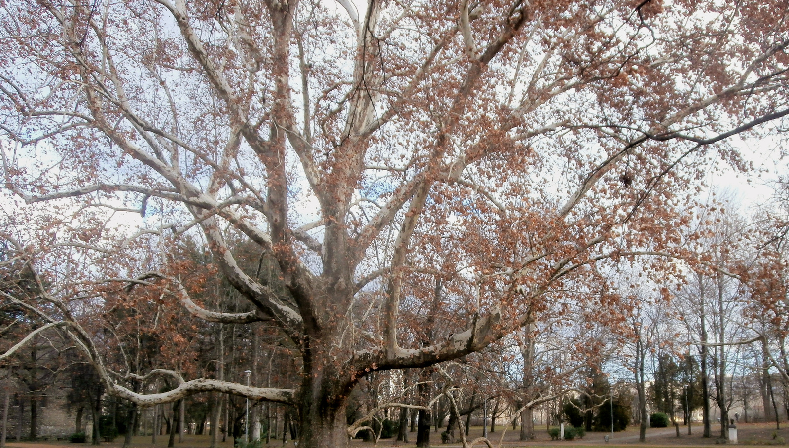 platán