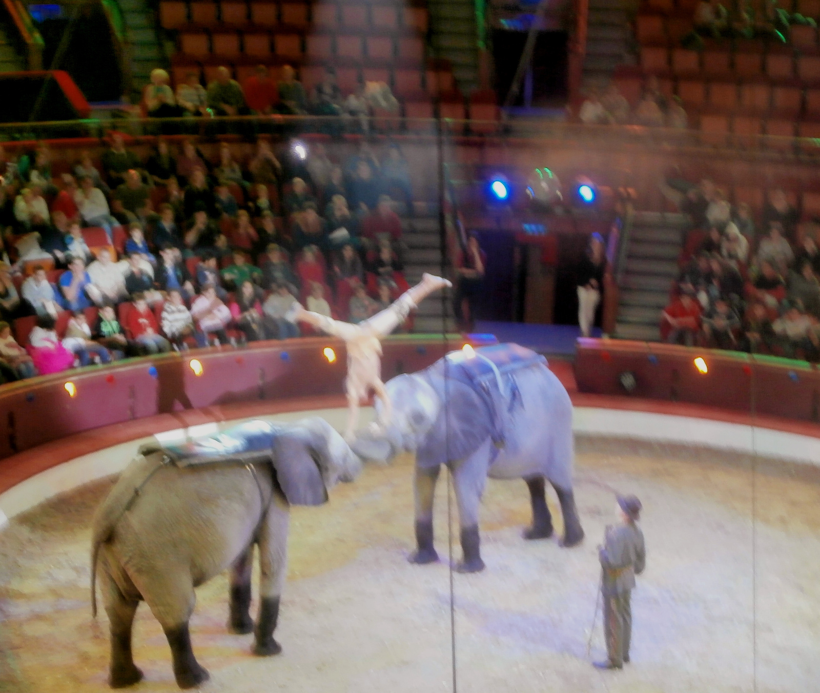 kézenállva elefánton
