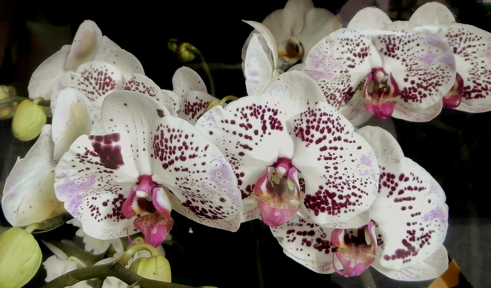 orchidea