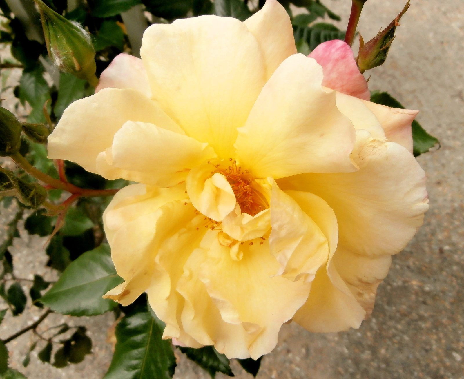rózsa 1