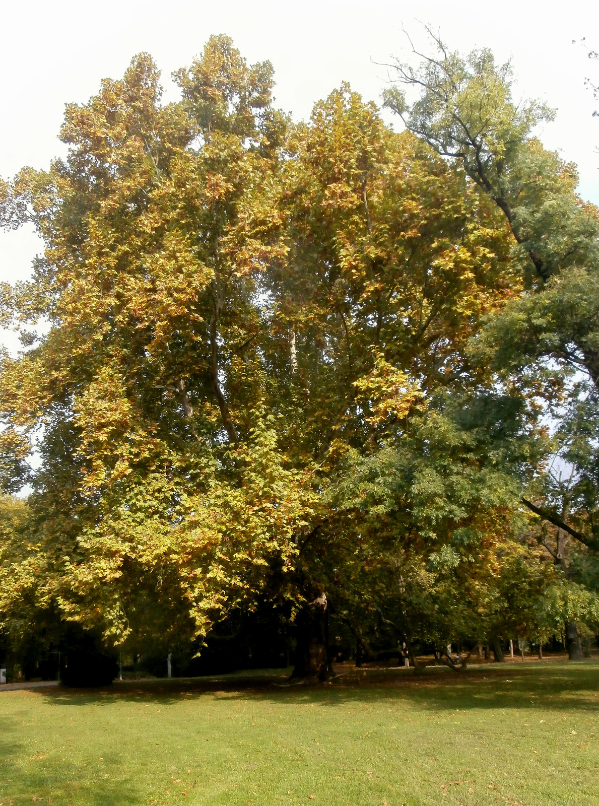 platán