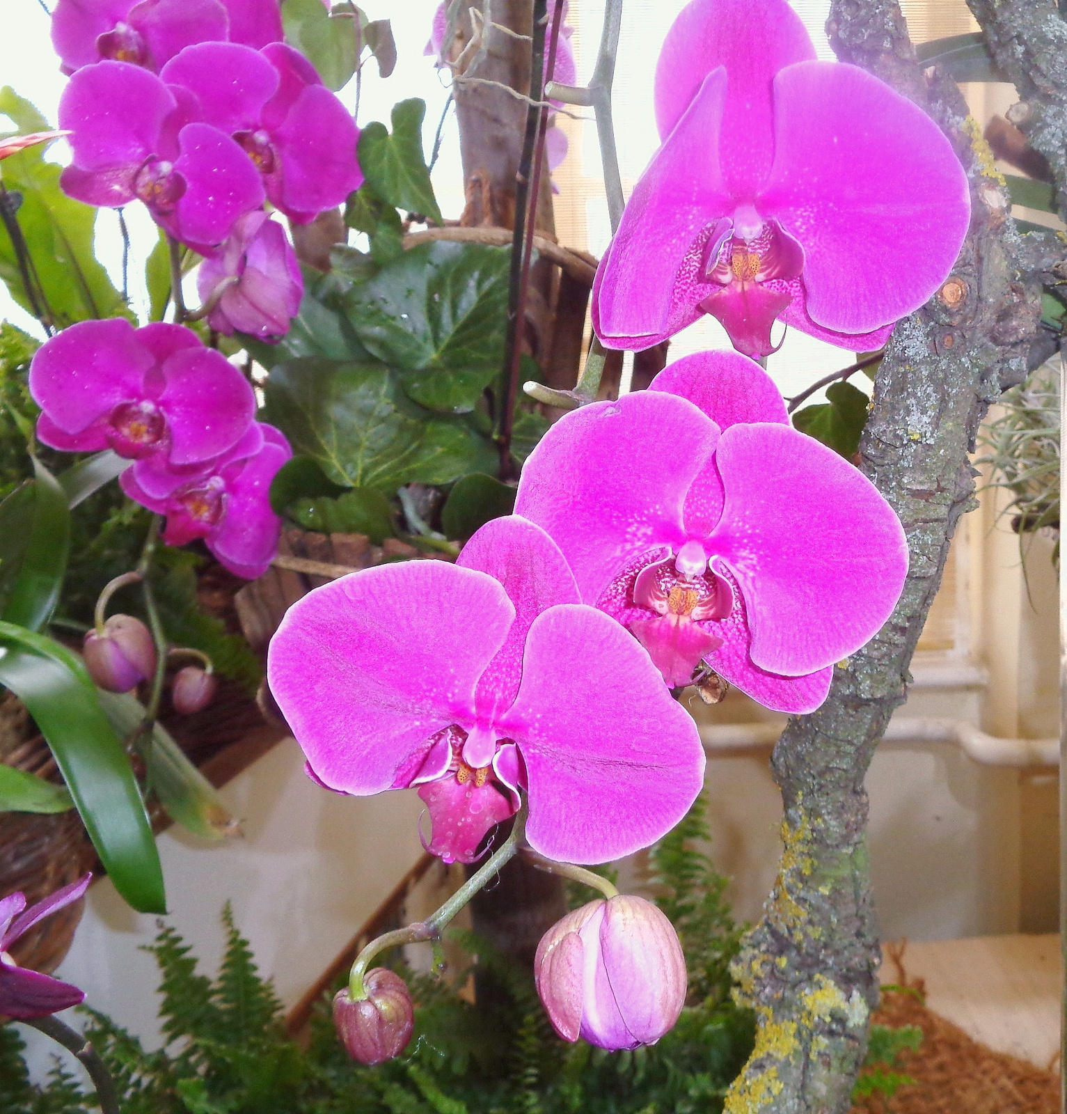 orchidea 16