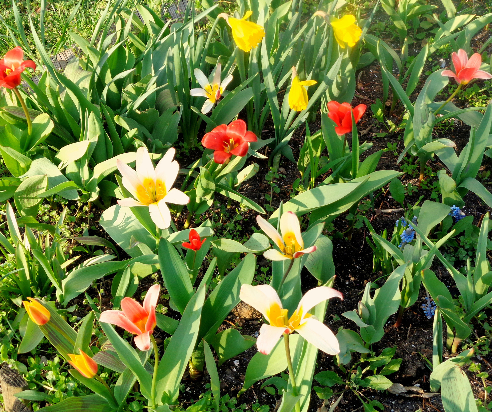 tulipánok 1