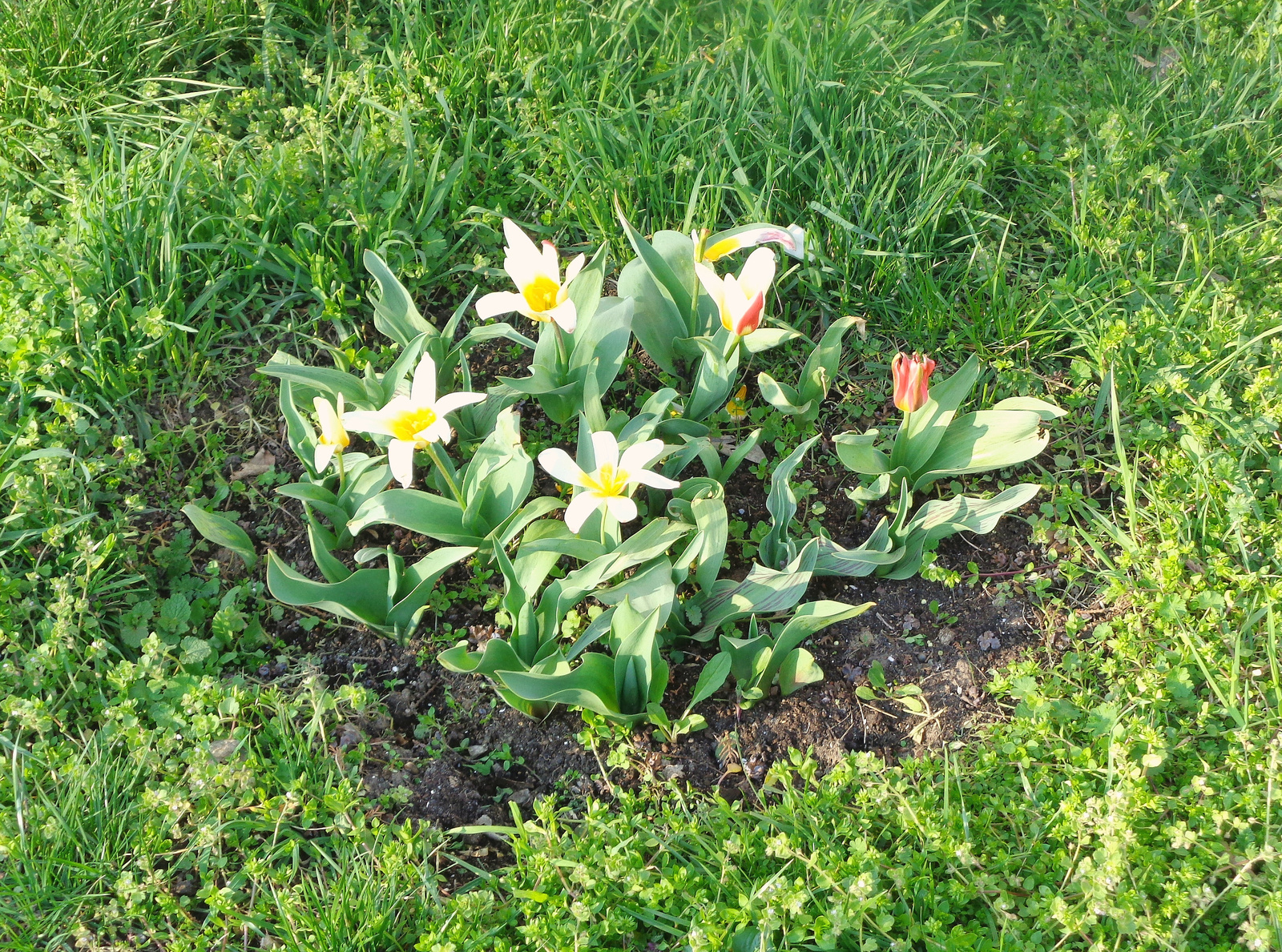 tulipánok 2