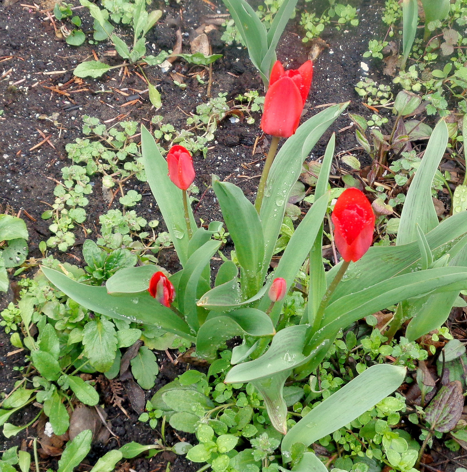 tulipán