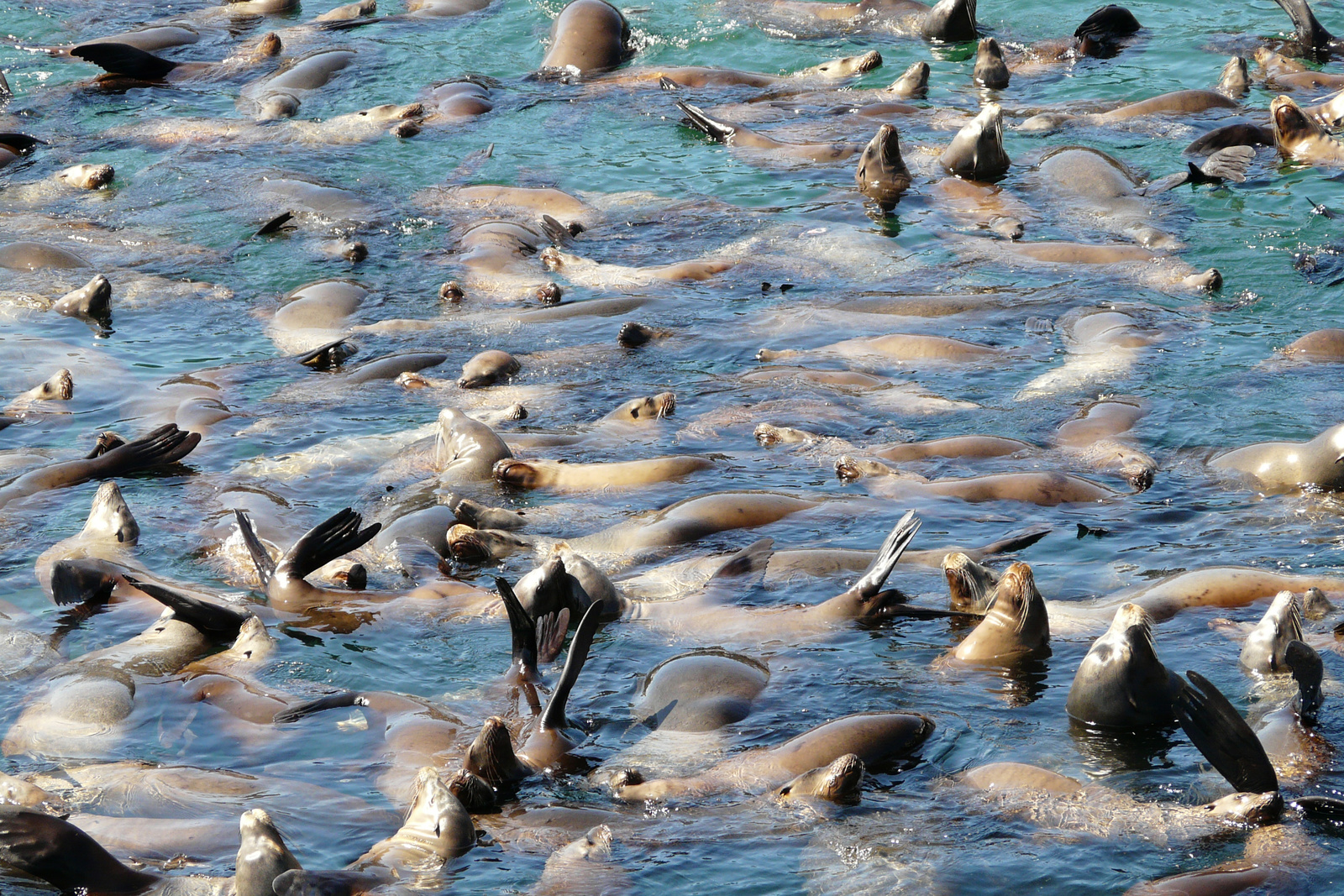 S. Fr., pier 39