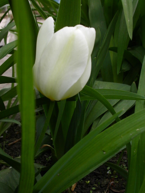 tulipán