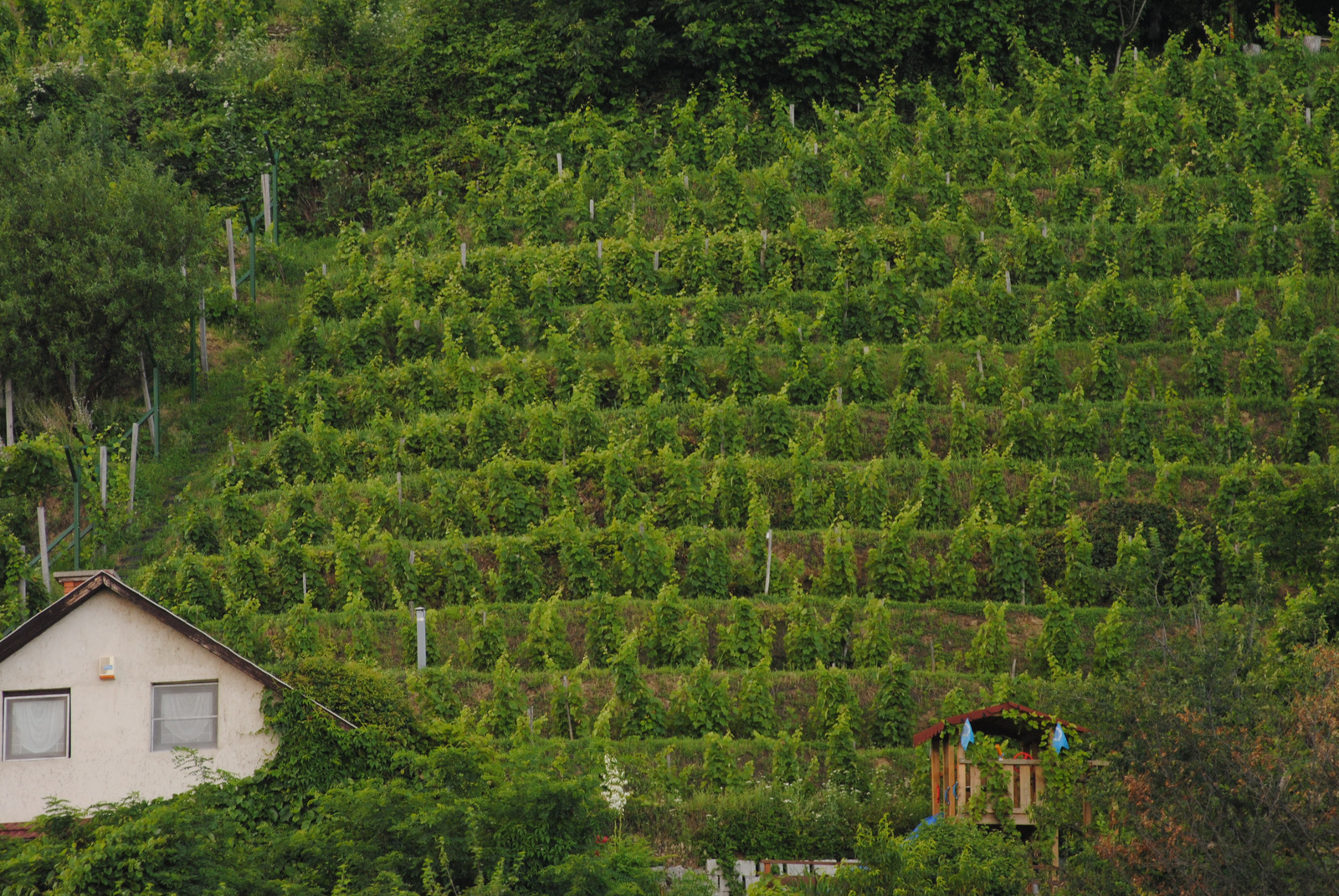 Tokaj