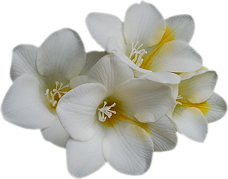 orchidea66.png