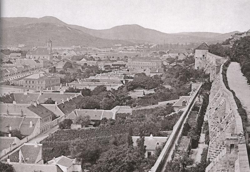 Szőlő Budán 1884