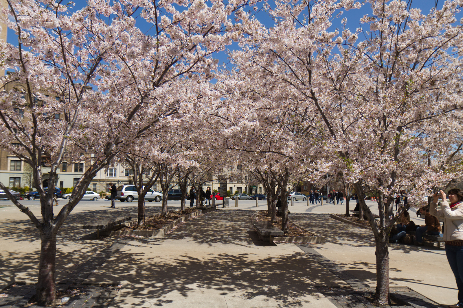 cherry blossoms #1