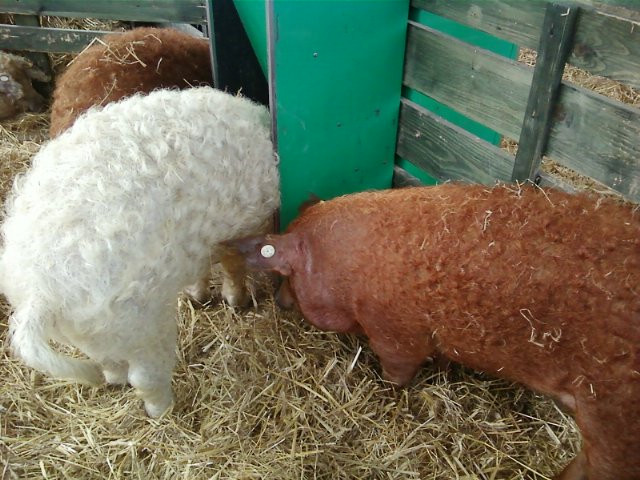 mangalica fesztivál