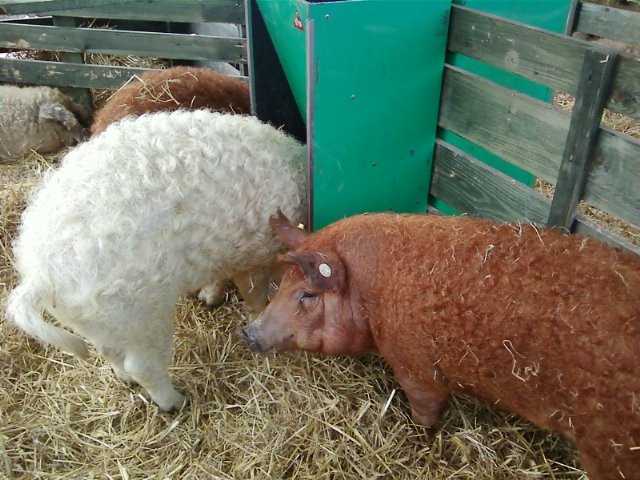 Mangalica fesztivál