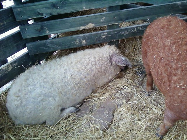 Mangalica fesztivál