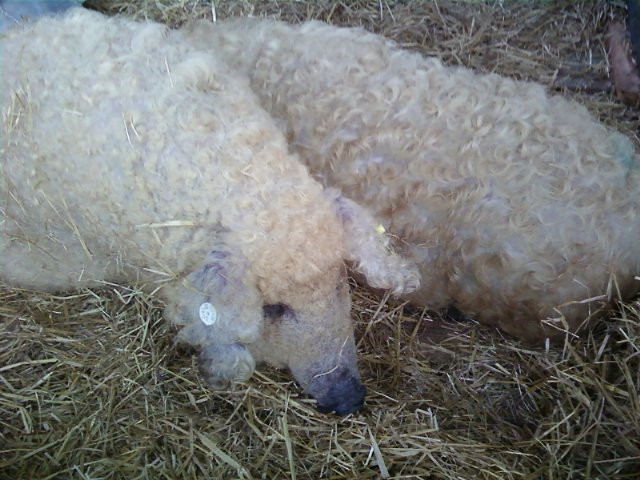 Mangalica fesztivál