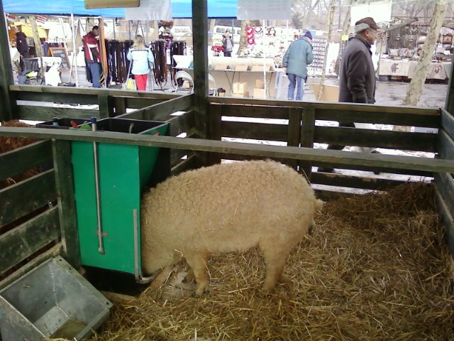 Mangalica fesztivál