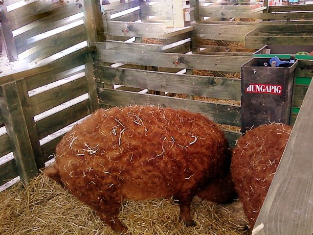 Mangalica fesztivál