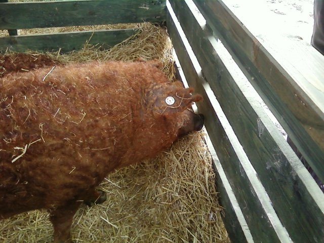 Mangalica fesztivál