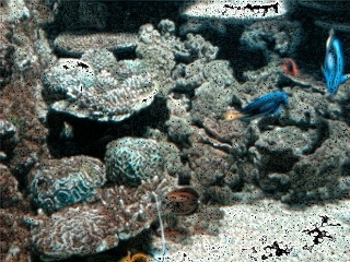 Akvárium