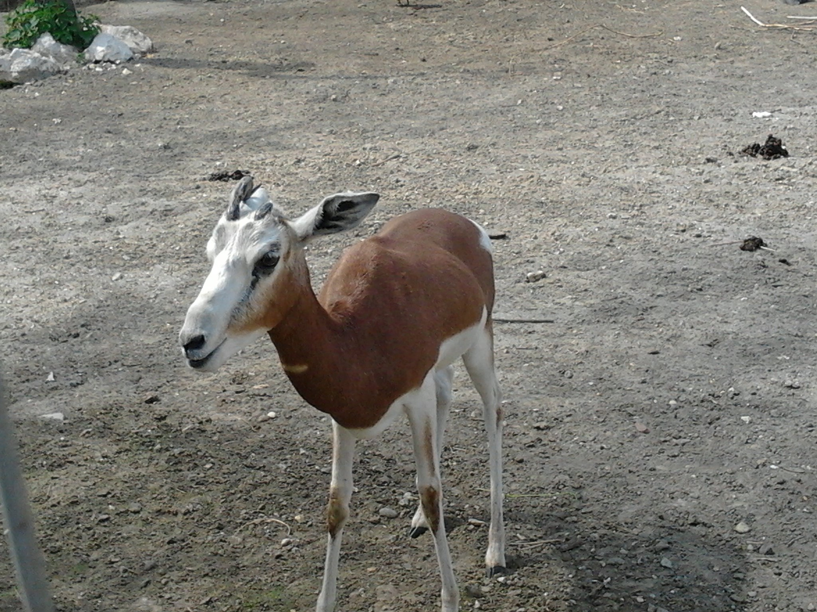 Gazella