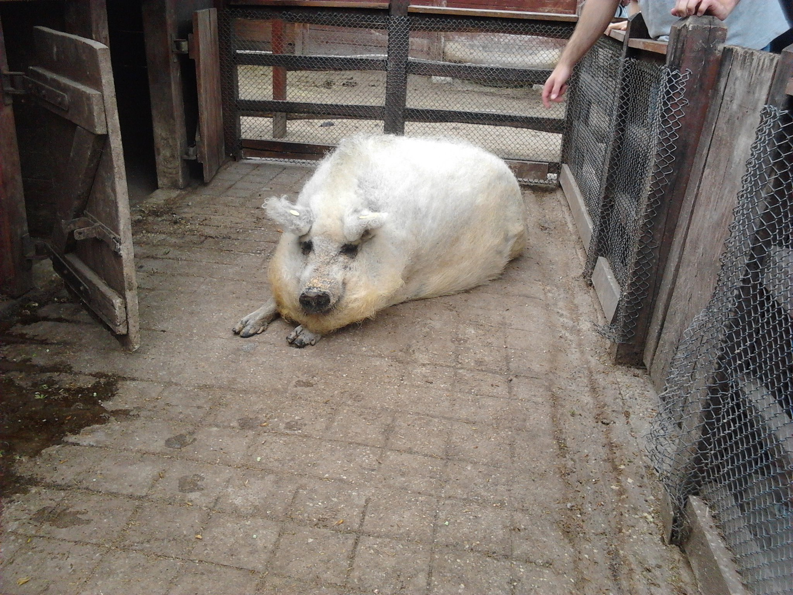 Mangalica