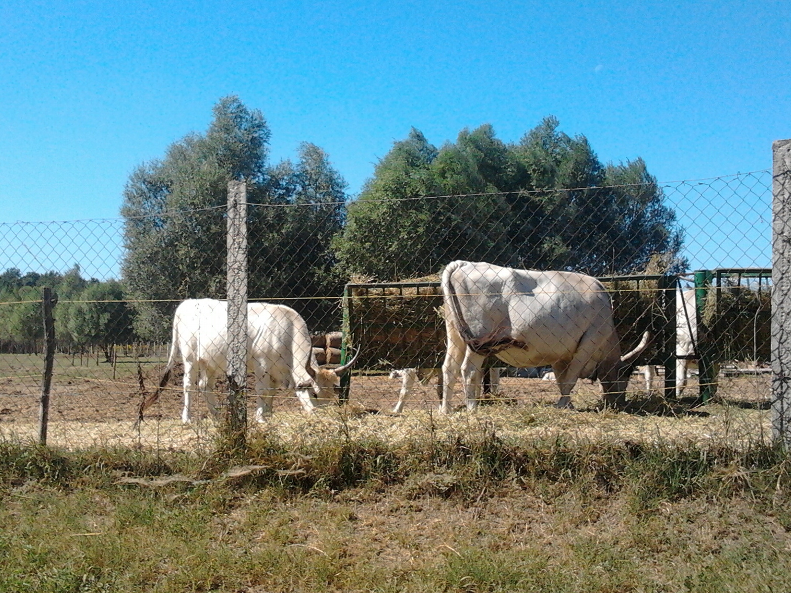 Óvó Farm