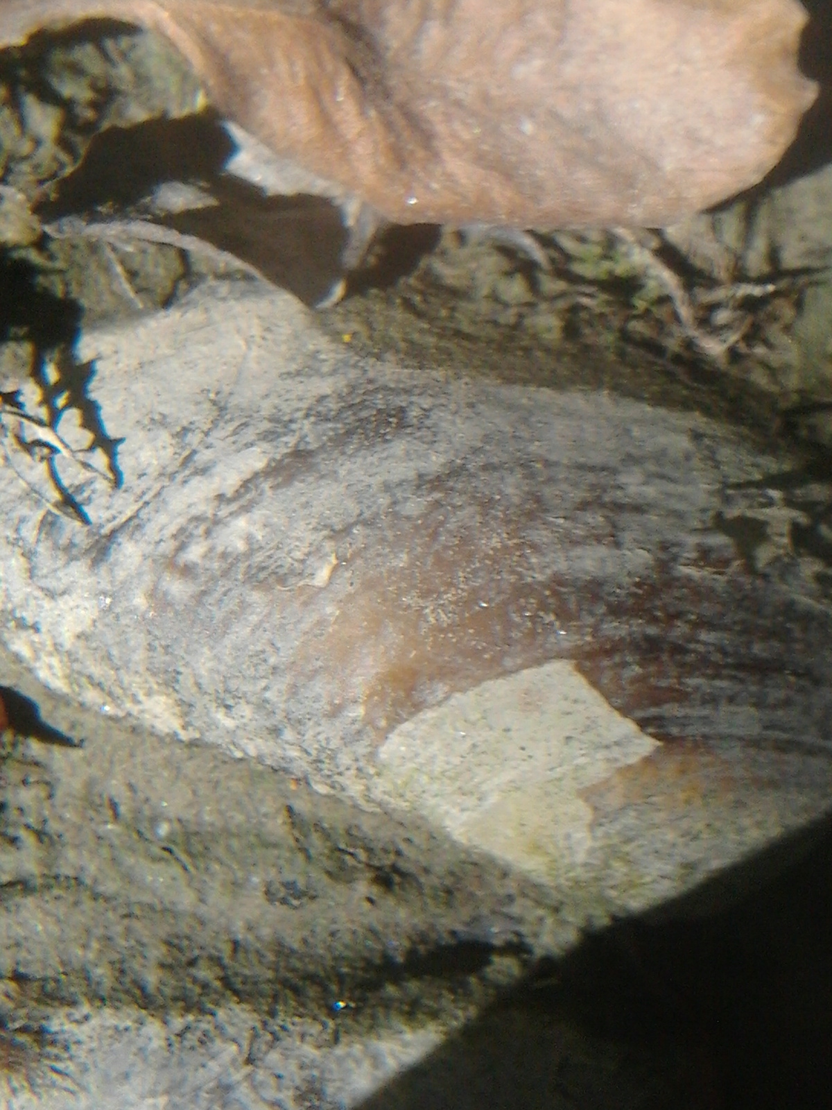 Kagyló a Dunából