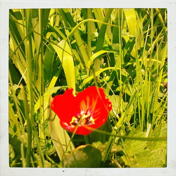 Gazosban tulipán