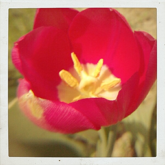 pink tulipán