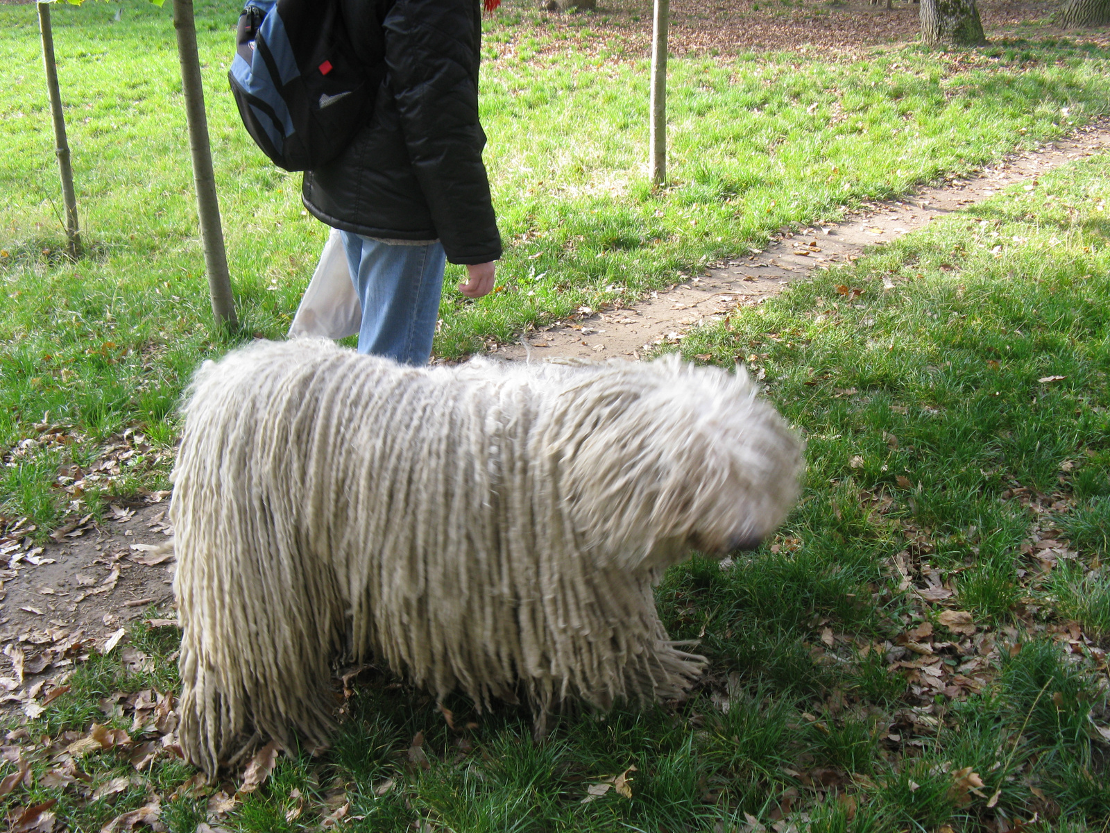 komondor roham!