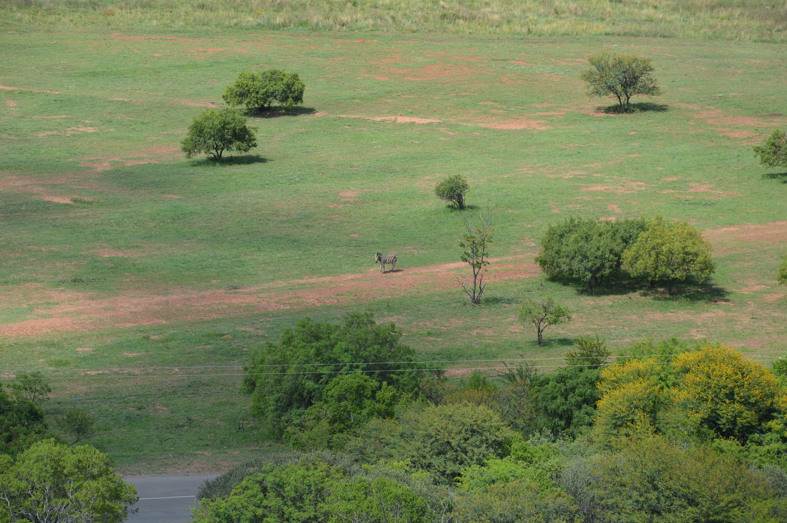 Maganyos zebra