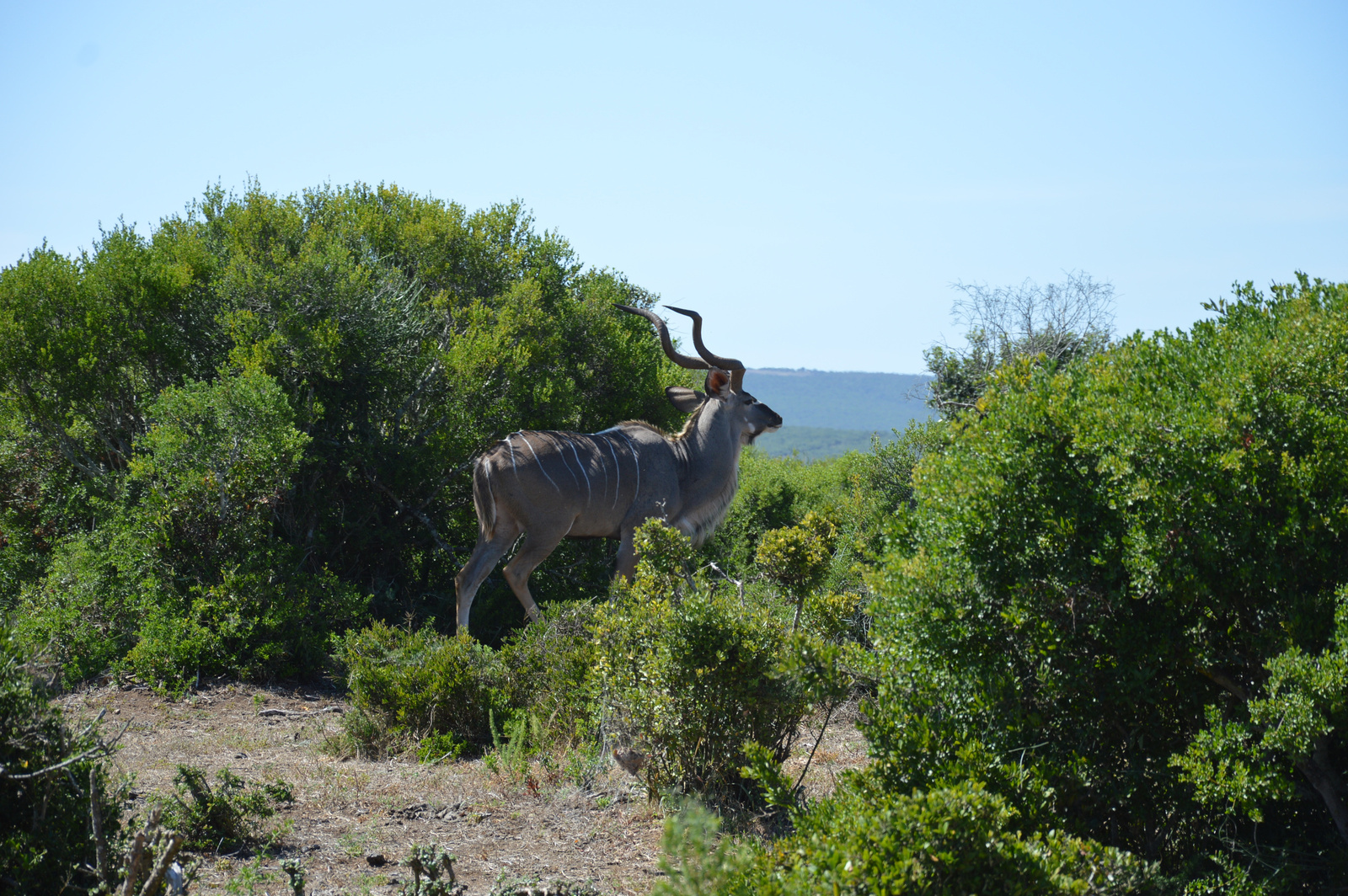 Addo Him kudu a bokrok kozott