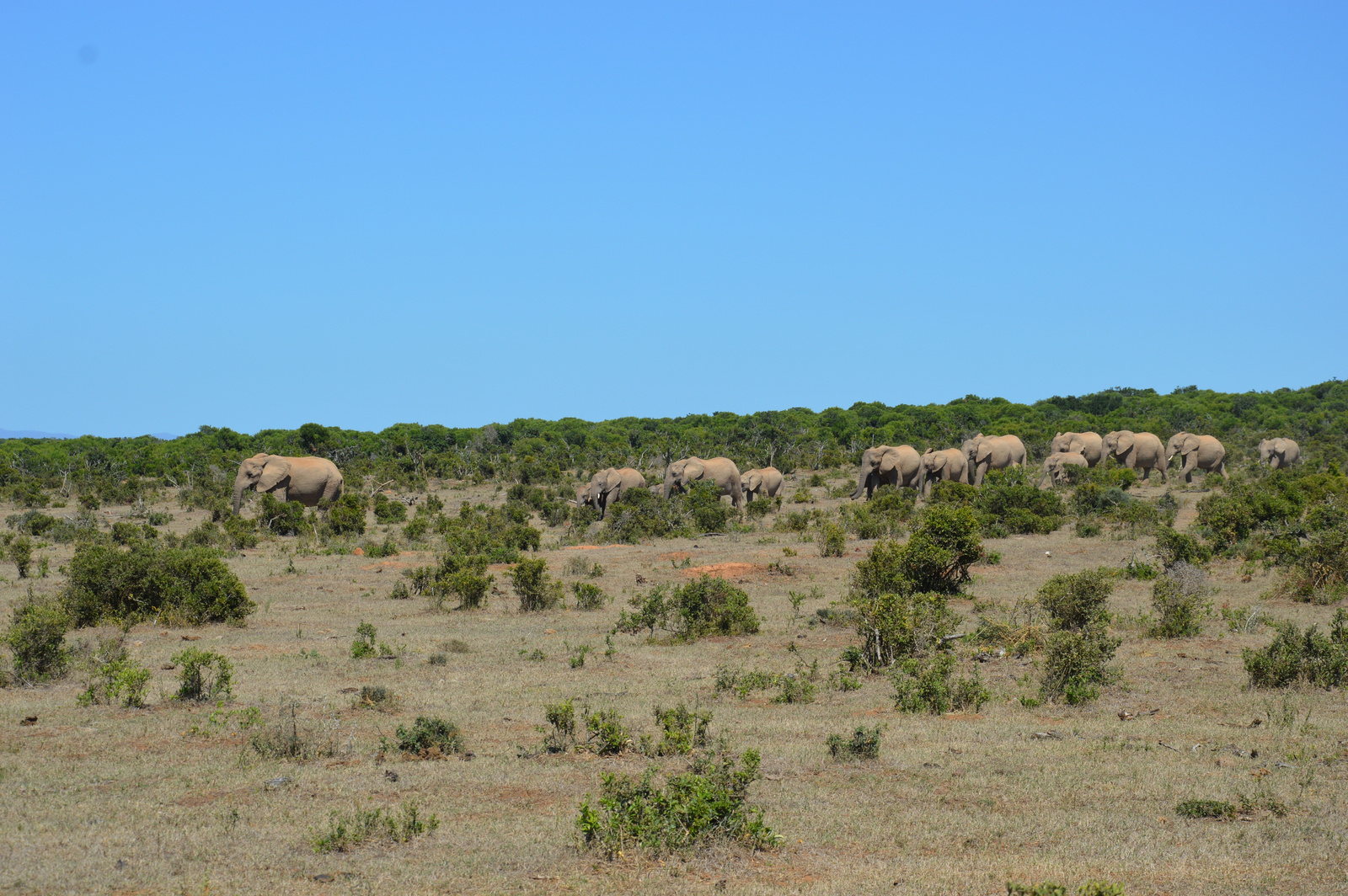 Addo Itatohoz erkezo elefant csorda