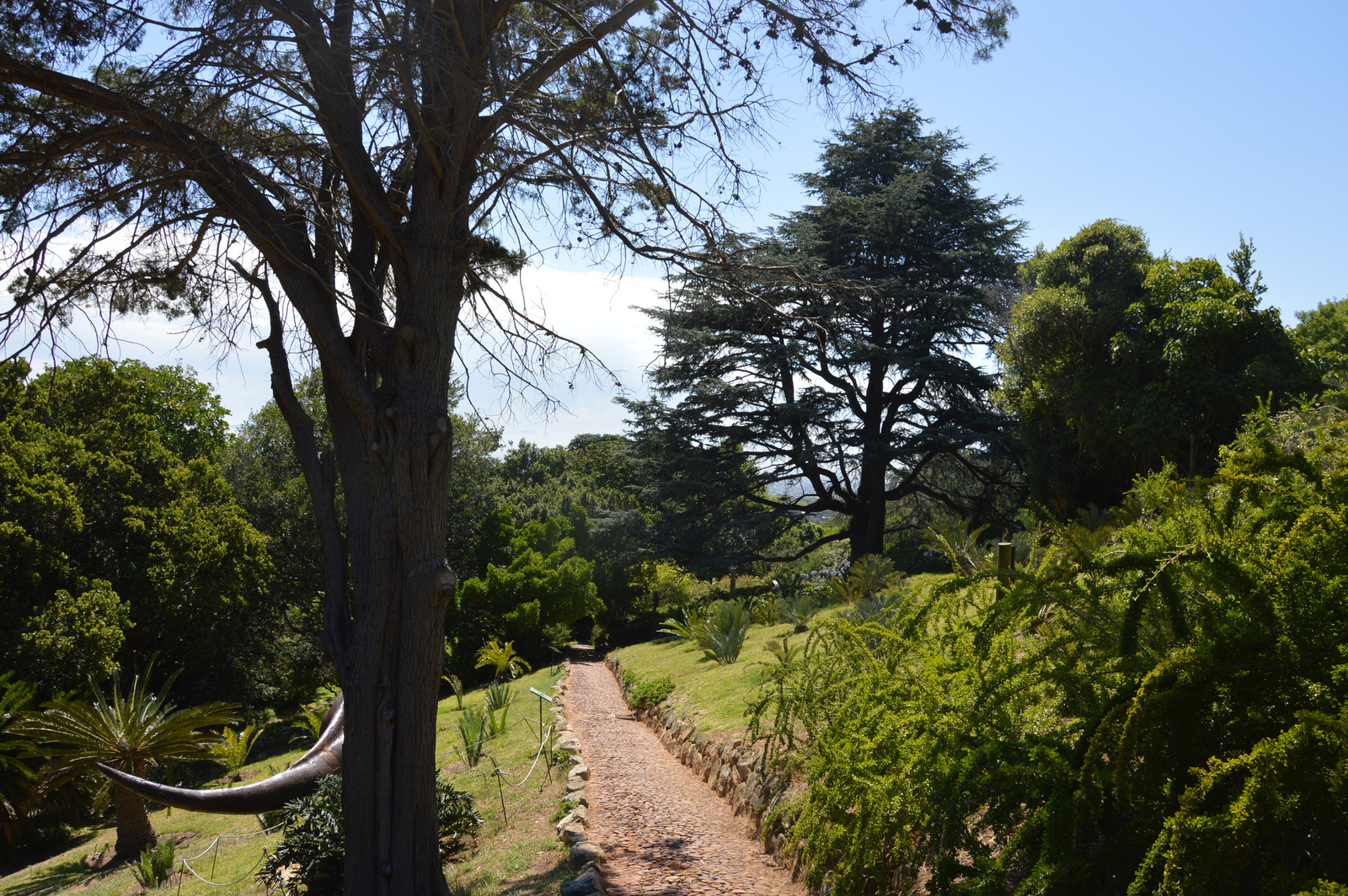 Kirstenbosch Kert reszlet 3