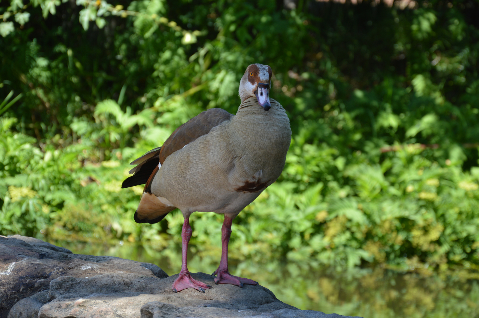 Kirstenbosch Madar pozol 1