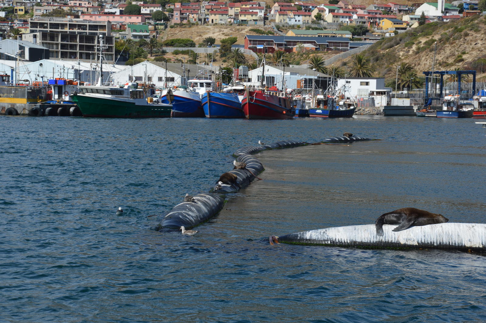 Hout Bay Napozo fokak az obolben