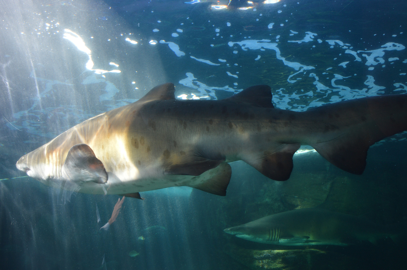 Two Oceans Aquarium Capa