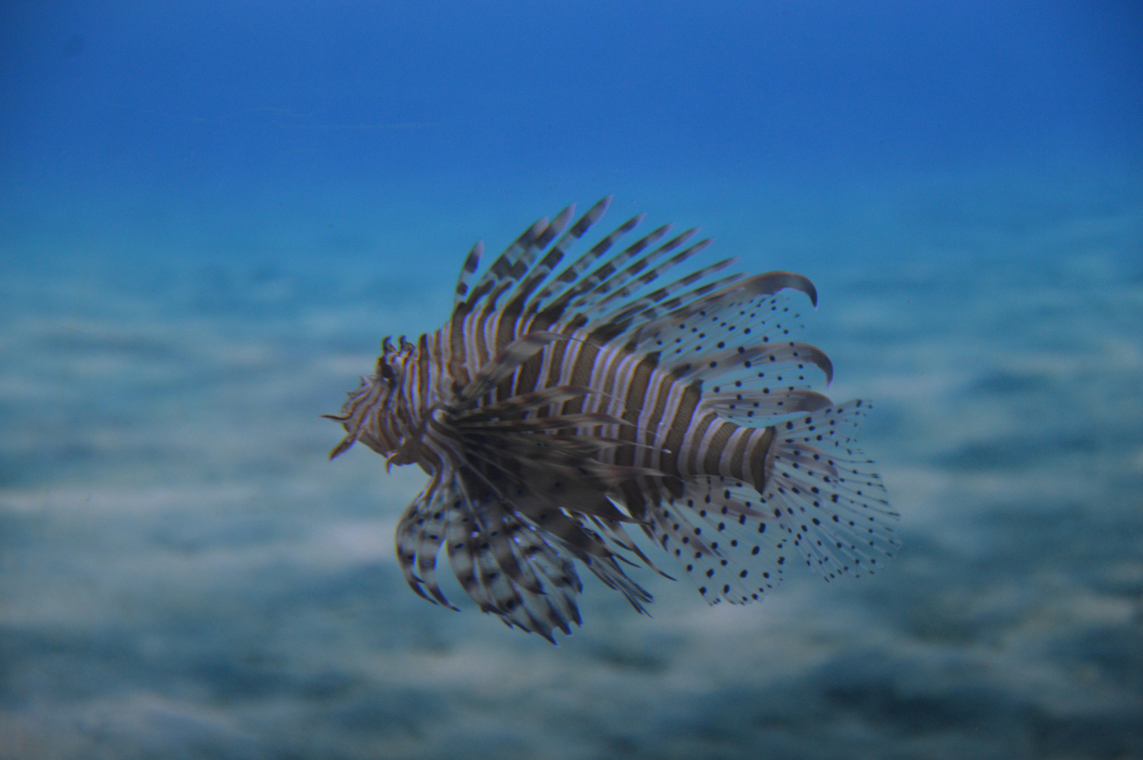 Two Oceans Aquarium Oroszlanhal