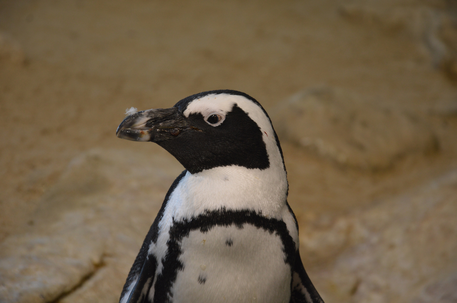 Two Oceans Aquarium Pingvin portre